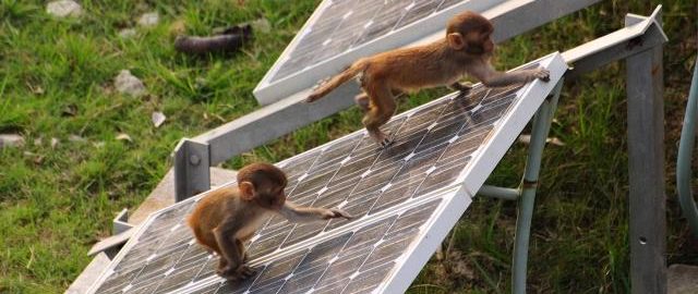 Solar-panels-monkeys-1