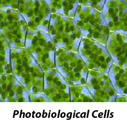 Photobiological Cells